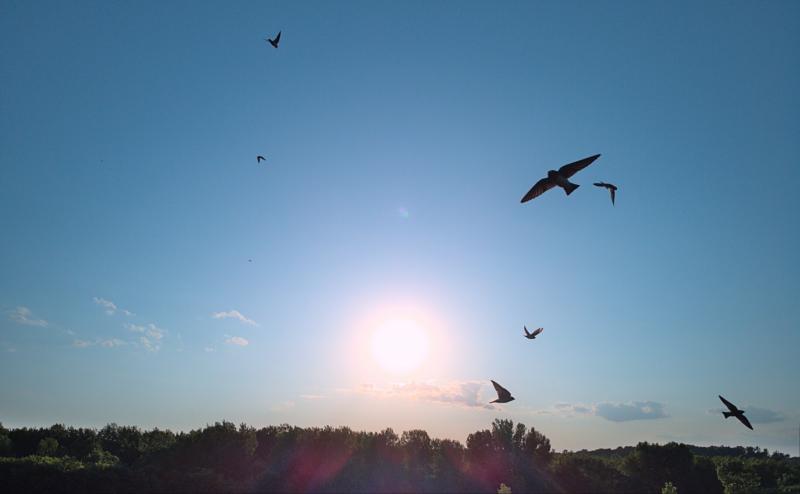 Photo is looking up and into the sun with the silouette of about seven flying birds scattered throughout the sky, some closer than others. 