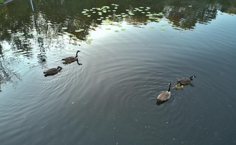 Looking down on two pairs of geese, each with their own set of babies (2 and 3), swimming in a dark pond with lillypads. 