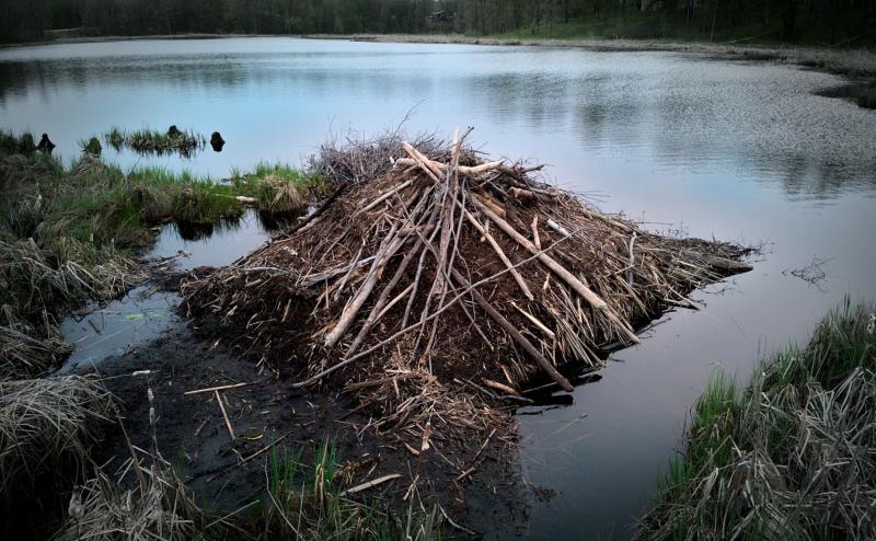 Close up of beaver hut made of sticks and mud with small lake in background. 