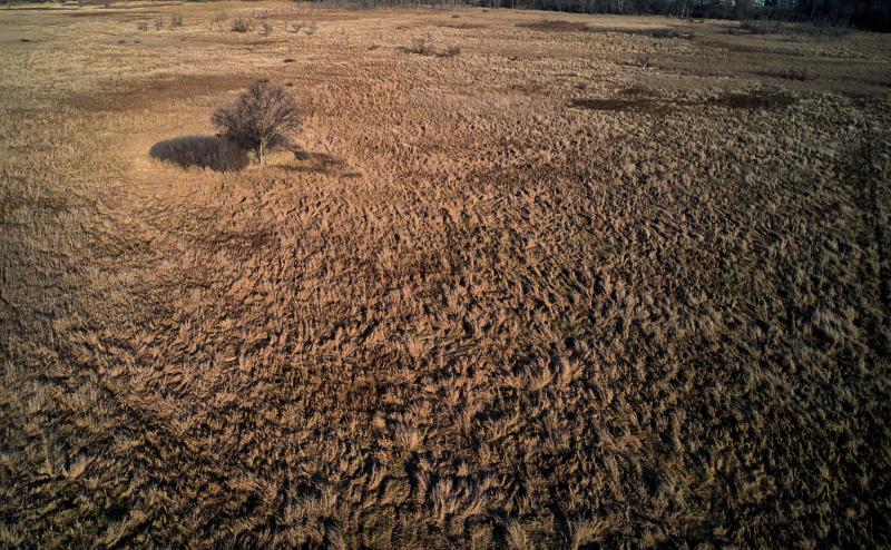 Aerial view of a swamp area in the fall when all the grass and vegitation is brown. A lone bare tree stands in the middle of the brown grass. 