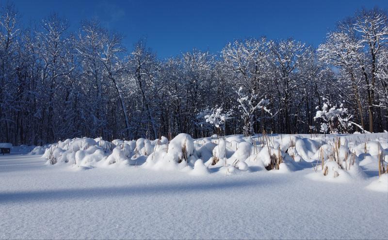 Image taken from very close to ground looking at snow covered weeds along the edge of pond. Tree in background are all coated in snow.