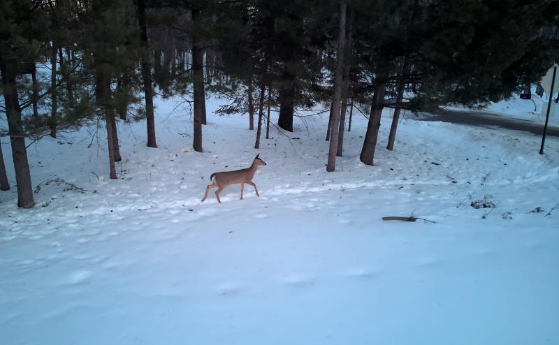 Deer trotting along a deer trail through the snow. Pine trees in background. 