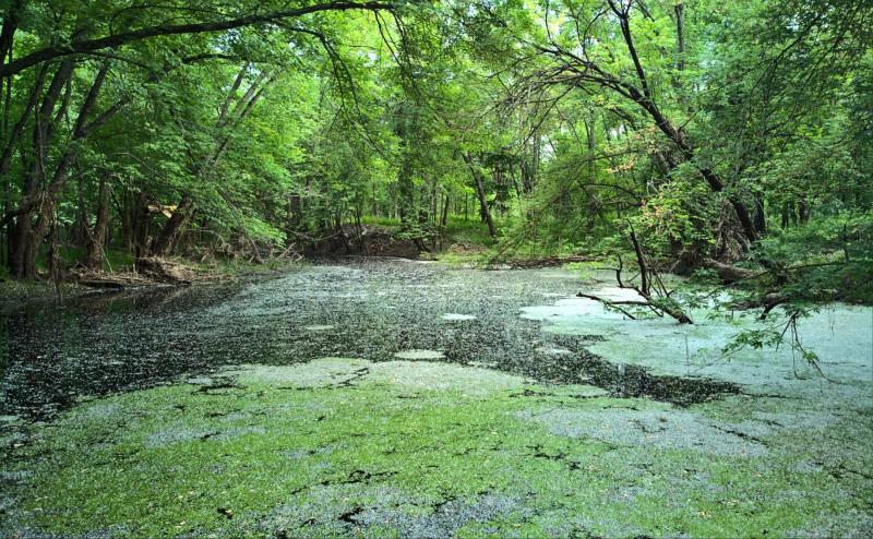 Looking at a small pond that seems to be completely surrounded by and covered by overhanging trees. The surface of the water is largely covered by duckweed, in some places more densely than in others. 
