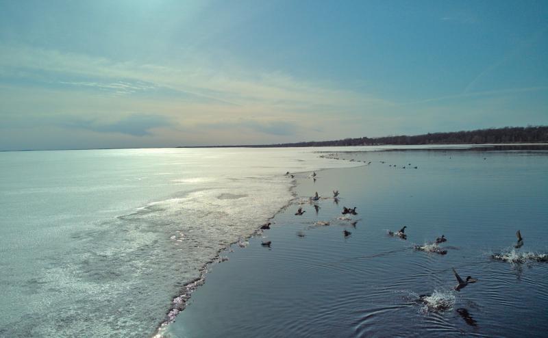 Ducks are resting near edge of an open pool of water on an otherwise frozen lake. Some ducks are startled and beginning to fly. Sky is blue and the sun is reflecting off the ice.