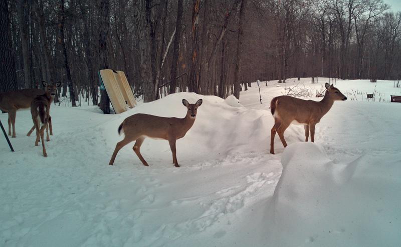 Three deer looking directly into the camera at fairly close range. One more deer is cut off at the head. Ground is covered with snow and an old two person paddleboat is leaning against a tree.