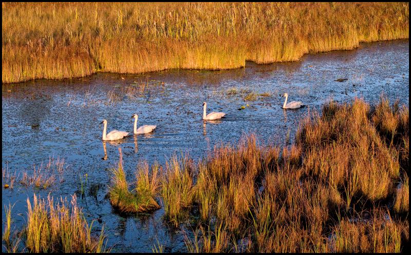 Four swans swimming in a channel with tall golden swamp grass in forground and background.