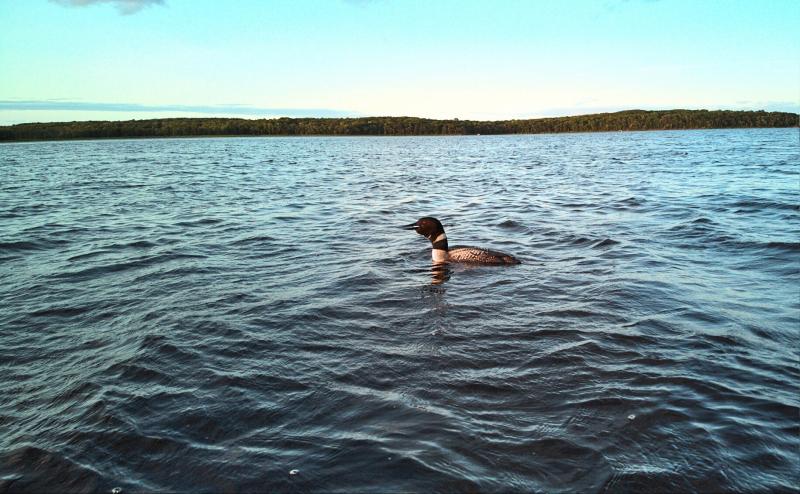 A single loon on a large lake. 