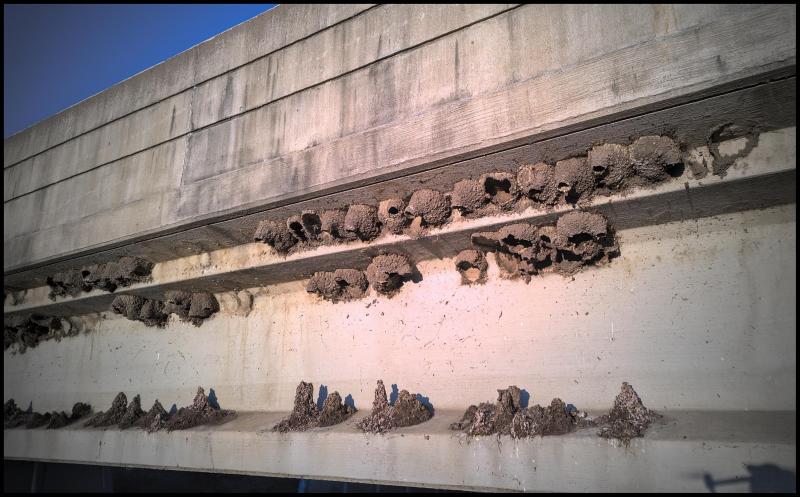 Close up photo of birds nests made of mud on side of bridge. Underneath each nest is a very large pile of dried bird poop.