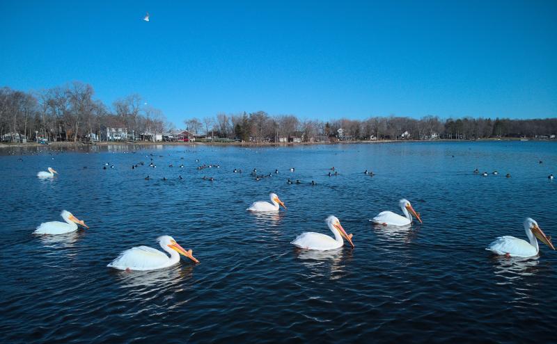 A group of 7 pelicans swimming on lake with many small ducks in background. 
