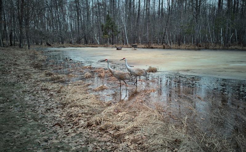 Two sandhill cranes standing in shallow water in a small pond, mostly covered by ice. Two geese are fainting visible in background.