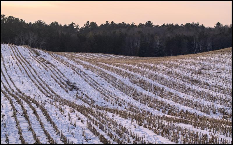 Rows of short dead corn stalks pertruding from a few inches of white snow on wavey terrain.