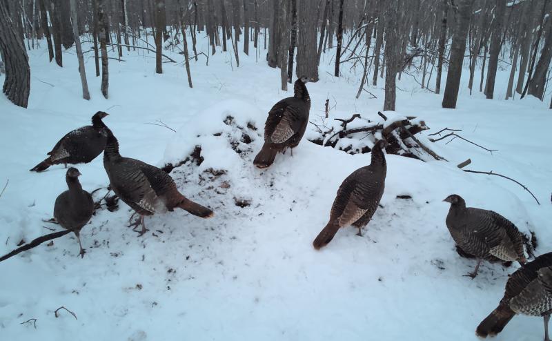 Eight wild turkeys standing on a small snow covered pile of dirt and debries