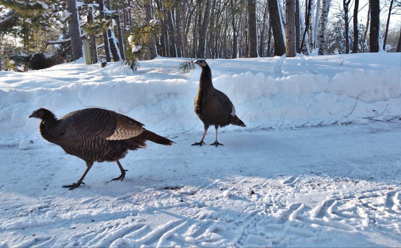 Two wild turkeys in snow covered driveway. 