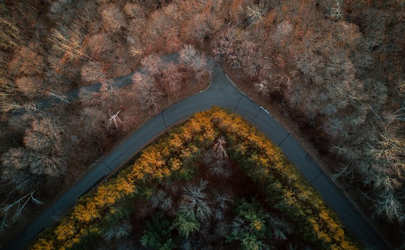 Looking straight down on a sharp bend in the road. North of road are bare trees without leaves and south of the road are evergreen trees that appear yellow at the top, caused by the setting sun.