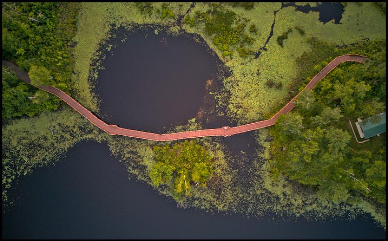 Looking straight down on a brown walkway winding it's way across a lake partially covered in lillypads or other small green vegitation. 