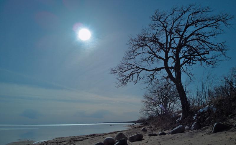Sun shines over Mille Lacs Lake. Silhouette of a bare tree sands near scattered rocks on a sand beach. There is still some ice on the lake further out, but in the foreground the ice is gone.